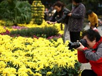 青岛第29届金秋菊展开幕”