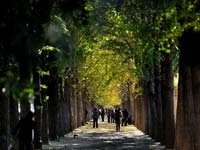 北京“银杏大道”尽赏金秋落英缤纷”