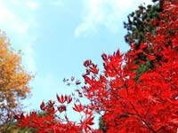 ®ɽ��ɫ��Ũ ˪Ⱦ��Ҷ�����续��