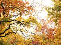 �Ͼ��Ͻ�ɽ���־�Ⱦӭ��������������