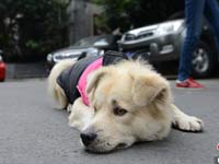 �ɶ�����Ȯ�˹���ԭ�صȴ����˰��겻�롱