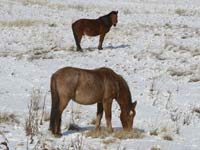 ���ɹŴ�ï�콵�������׳�ѩ��