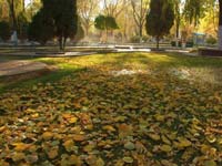 ������С����Ҵ��Ҷ�ͷ�����Ũ��