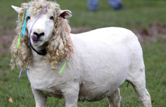 绵羊蓄长发绺迎风飘荡”