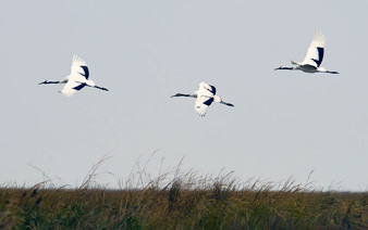 �����׵���ϡ����ɵֽ����γ�̲ͿԽ����