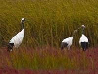 �����׵���ϡ����ɵֽ����γ�̲ͿԽ����