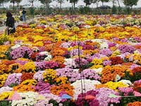 �Ͼ�ũҵ��ѧ�ջ����ؿ��� �������𻨺���