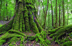 ȫ�������˵�ԭҰ֮�ء�