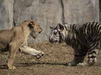 ֣�ݶ���԰����ʨ������