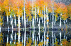 ��������Ȼ�һƬ��