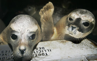 Hi! 盘点各国小动物打招呼可爱模样”