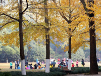 南京中山陵园层林尽染”