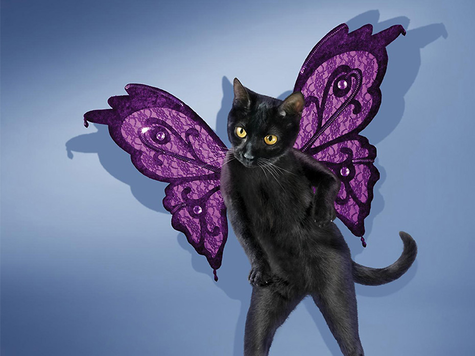 Ӣ��è��ɦ��Ū���Ĺ��� ��ɫ�����ȷ����ˡ�