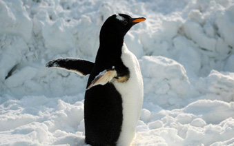 南极企鹅归“南极””
