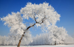 Сѩ����������ڡ��ӭ���׳���ڡ��