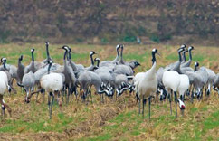 ���ֺ��༯�Ὥ���γ�Խ����