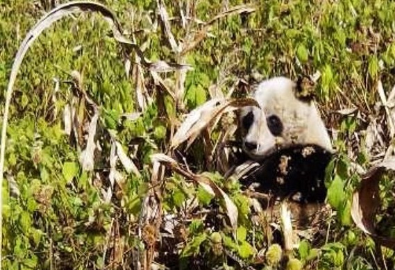 ���˴���è��ɽ��ʳ��