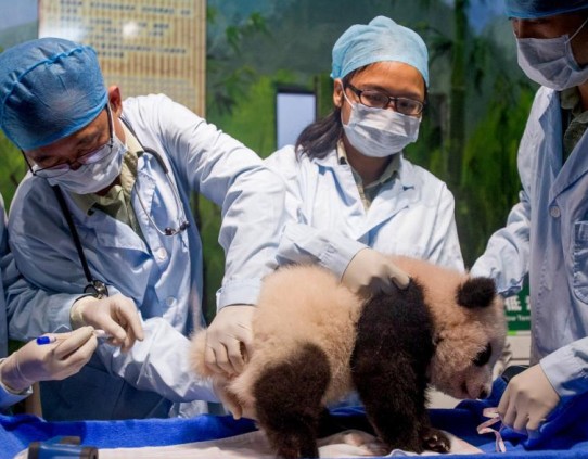 �㶫��ֻ����������è������120�� �׹�����������桱