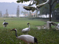 �㶫�׼ҹ���ʪ�ع�԰��������ơ�