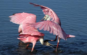 �ۺ�����Ϊ����ʳ���ս��