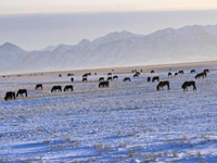 ����ɽ��������ԭ��