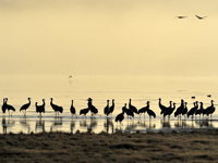 Լ1200ֻ�ھ��׵ִ��ɽ��Խ����