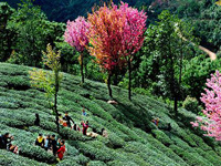 ��������ɽ��ӣ��ʢ���������ˡ�