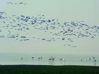 ��ʮ��ֻ���ݺ���ɵ�۶����Խ����