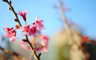 ���Ƕ�ӣ���š�