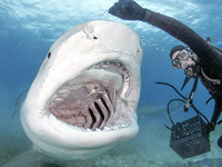 ͹ǱˮԱͽιʳ4׻衱