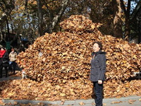 ��ͩ��Ҷ���������㡱��