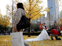 ��ɫ����Ҷ������ǡ�