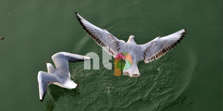 ����Ÿ�仧�ɶ�ƽԭ �����ӵ����