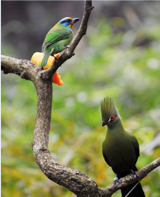 ̨������԰��̬��԰���¿��š�