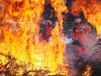 �������ɭ����չ���ʵս���� �����ԭ�Ȼ����С�