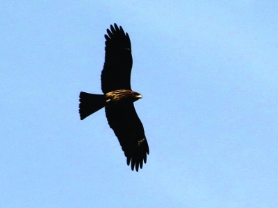 ǧ��ֻ��ӥ�����Ͼ������Ͽա�