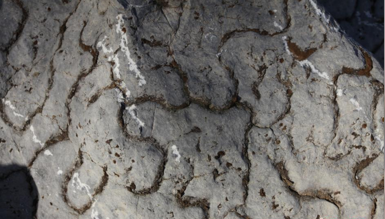 �Ĵ������·��ֵ��������ꡰ��Ƥ�ƻ��ҡ���