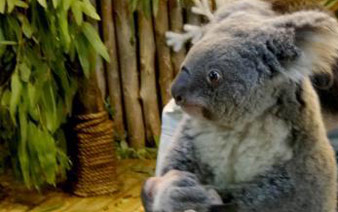 ���ݳ�¡Ϊ9�꿼��������