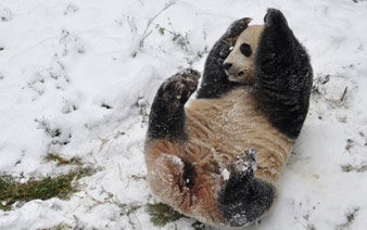 ������ѩ ��è������