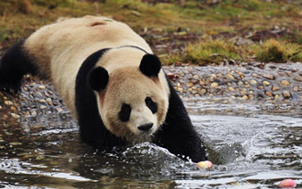 长沙大熊猫 不畏严寒水里捞苹果”