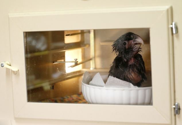 �ݿ˶���԰���������������Χ�ۡ�