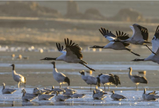 ��ѩ������ �ھ��׸�ԭ��Ϸ��