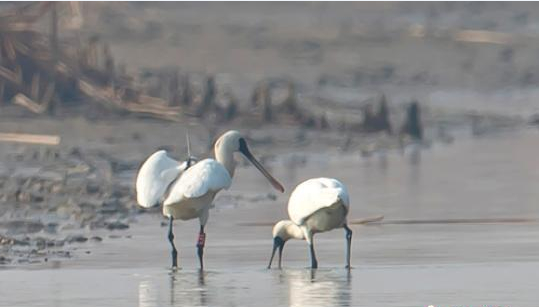 ȫ���Σ���ֺ����������������γǡ�