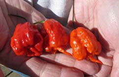 ���������ֳ���������������