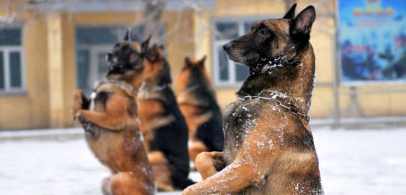 �½��߷��ٱ���չ������Ȯ�ۺ�ѵ����