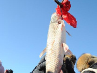 ���ֲ�ɺ�������������10��