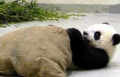 ��Բ�С��汧����