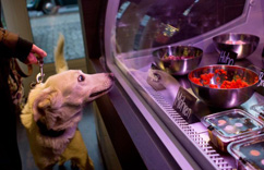 �¹��׼Ҹߵ������������ ÿ�ݲ͵�Ҫ��3��6ŷԪ��