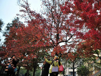 ���ݺ�Ҷ��������