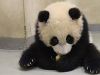 ��Բ�С������ա�